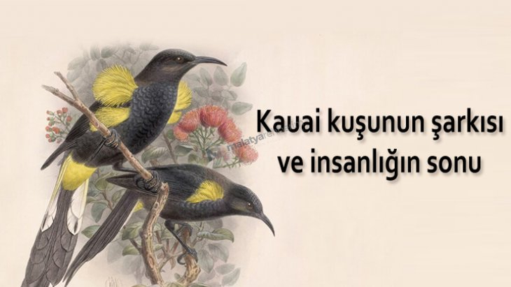 Kauai kuşunun şarkısı ve insanlığın sonu !