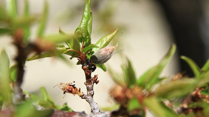 Kayısı için önemli tarih